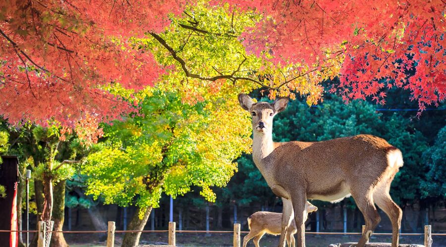 SAKURA ZAMANI JAPONYA TURU