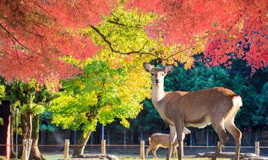 SAKURA ZAMANI JAPONYA TURU