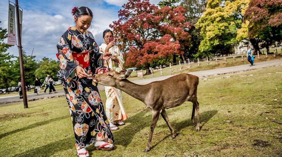 SAKURA ZAMANI JAPONYA TURU