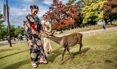 SAKURA ZAMANI JAPONYA TURU